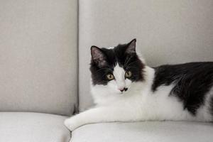 simpatico gatto birichino che si rilassa sul divano foto