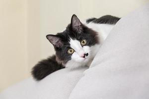 simpatico gatto che si nasconde dietro il cuscino sul divano foto