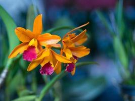 orchidea cattleya aurantiaca foto