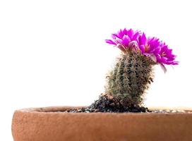 primo piano di colore rosa, magenta di cactus, bellissimo fiore di cactus che sboccia in un vaso di fiori, isolato su sfondo bianco foto