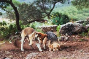 due cani che combattono tra loro Carpazi. Ucraina. Europa foto