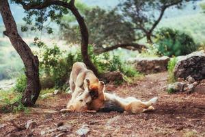 due cani che combattono tra loro Carpazi. Ucraina. Europa foto