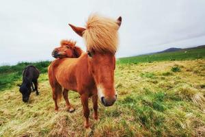 cavalli islandesi al pascolo con vista sulle montagne foto