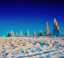 albero coperto di neve inverno magico foto