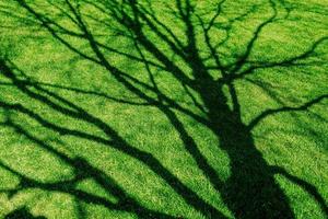 sfondo di gocce di rugiada su erba verde brillante foto