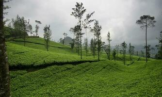 piantagione di tè verde nella reggenza di wonosobo, indonesia. piante di tè, giardini di tè nebbiosi, viste sui giardini di tè. foto