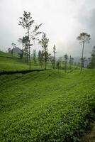 piantagione di tè verde nella reggenza di wonosobo, indonesia. piante di tè, giardini di tè nebbiosi, viste sui giardini di tè. foto