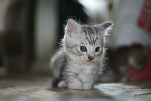 il gattino carino sta giocando foto