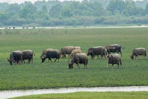 bufali che mangiano erba sulla riva del fiume del campo di erba foto