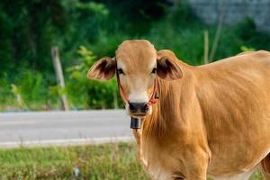 mucca marrone che guarda l'obbiettivo foto