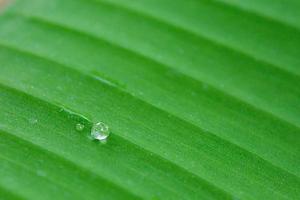 gocce d'acqua su sfondo foglia di banana foto