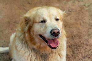 ritratto del primo piano del cane del documentalista dorato foto