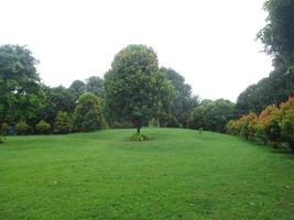 collina verde con alcuni alberi intorno foto