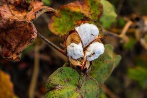 fiore di cotone nel campo di fiori di cotone. come abbigliamento per materie prime, vestiti di moda. foto