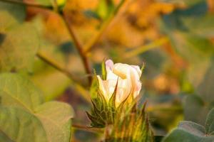 fiore di cotone nel campo di fiori di cotone. come abbigliamento per materie prime, vestiti di moda. foto