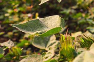 fiore di cotone nel campo di fiori di cotone. come abbigliamento per materie prime, vestiti di moda. foto