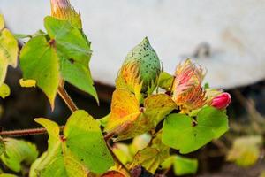 albero di cotone con cotone per la medicina. foto