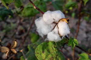 fiore di cotone nel campo di fiori di cotone. come abbigliamento per materie prime, vestiti di moda. foto