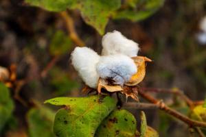 fiore di cotone nel campo di fiori di cotone. come abbigliamento per materie prime, vestiti di moda. foto