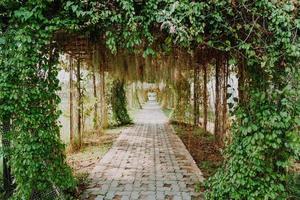 bellissimo arco ad albero sul tunnel foto