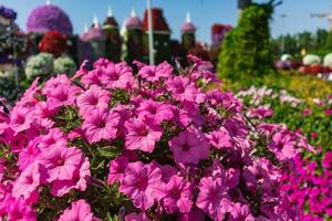 fiori nel parco foto