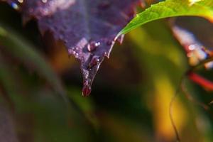 industria vitivinicola. gocce di acqua piovana su foglie di vite verdi in vigna foto