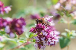 l'ape mellifera ricoperta di polline giallo beve il nettare, fiore rosa impollinatore. ispirazione floreale naturale primaverile o estivo in fiore giardino o parco sfondo. vita degli insetti. macro da vicino.