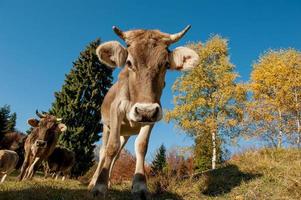 mucche al pascolo che si nutrono di erba foto