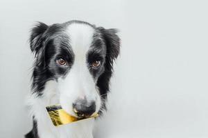 simpatico cucciolo di cane border collie che tiene la carta di credito della banca d'oro in bocca isolata su sfondo bianco. cagnolino con occhi da cucciolo faccia buffa in attesa di vendita online, concetto di finanza di investimento bancario per lo shopping foto