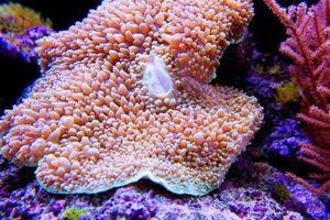 ombrello rosa in pelle corallo sott'acqua foto