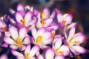 fiori di croco viola in fiore in una messa a fuoco morbida in una soleggiata giornata primaverile foto