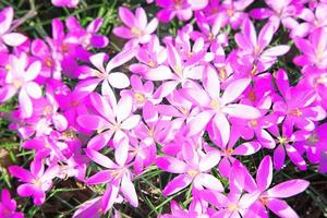 fiori di croco viola in fiore in una messa a fuoco morbida in una soleggiata giornata primaverile foto