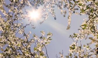 bellissimo ramo di albero in fiore in primavera. foto