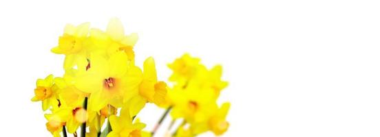 aiuola con fiori gialli di narciso che sbocciano in primavera foto