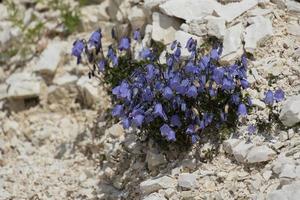 campanula che cresce spontanea nelle dolomiti foto