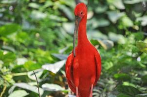 uccello ibis scarlatto foto