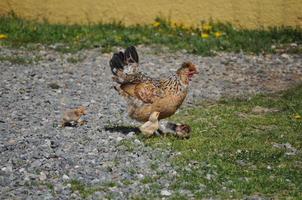 gallina uccello animale foto