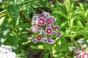 fiori bianchi e viola foto