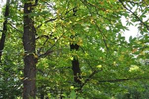 foresta arborea utile come sfondo naturale foto