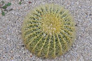 cactus spinoso pianta succulenta della famiglia delle cactaceae foto