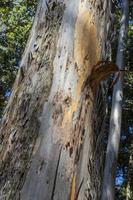 tronco d'albero con corteccia inclinata nel parco nazionale della montagna della tavola. foto