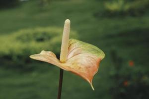 fiori di anthurium con sfondo tropicale foto