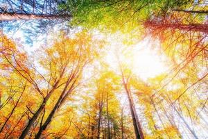 ottobre faggeta di montagna. la luce del sole irrompe attraverso l'autu foto