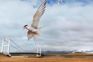 Sterna artica su sfondo bianco foto