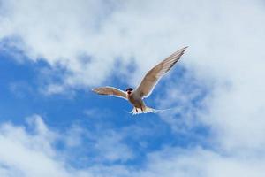 sterna artica su sfondo bianco - nuvole blu. Islanda foto