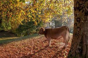 mucche al pascolo che si nutrono di erba foto