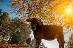 mucche al pascolo che si nutrono di erba foto