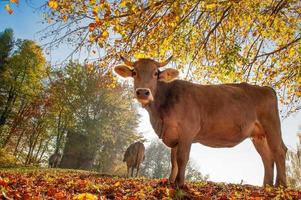 mucche al pascolo che si nutrono di erba foto