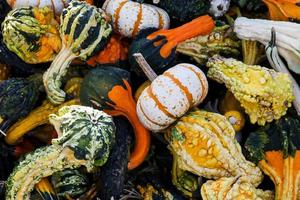 sfondo misto di zucchine dal mercato degli agricoltori nella stagione autunnale foto