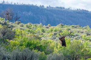 alce o wapiti in Yellowstone foto